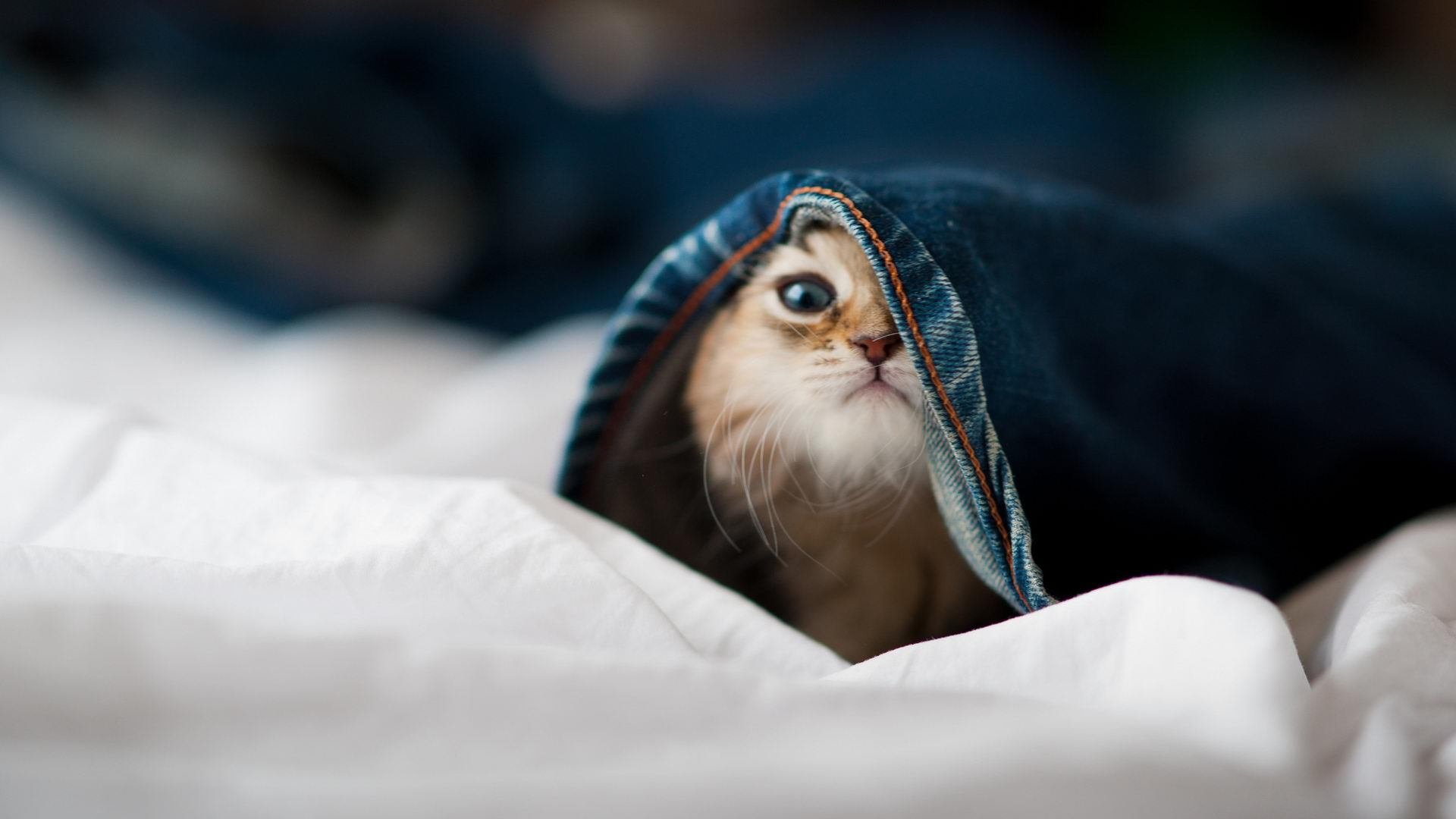 体育产业绿色发展规划,体育产业方案