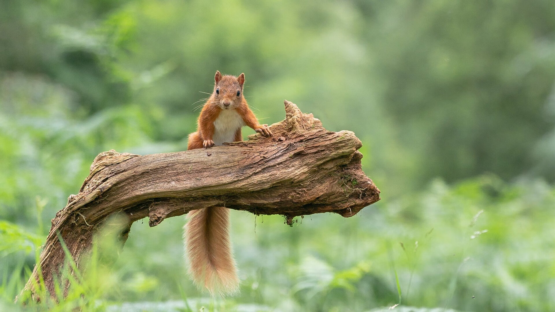 国际田径锦标赛选手表现抢眼,国际田径比赛最新规则