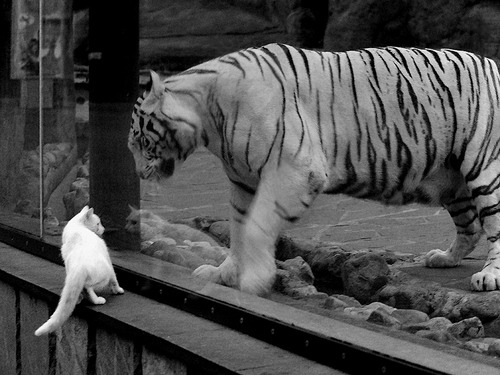 德甲极速反攻:瞬间突破,赢得胜利,德甲节奏快