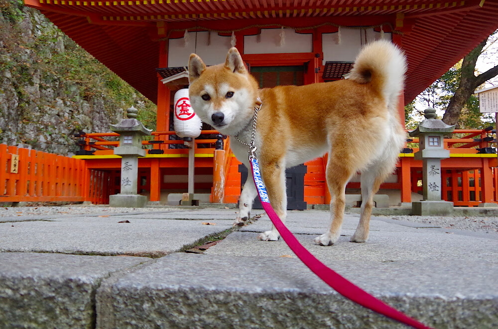 爱游戏官方网站-掘金三分命中率提升打出得分高潮，掘金算强队吗