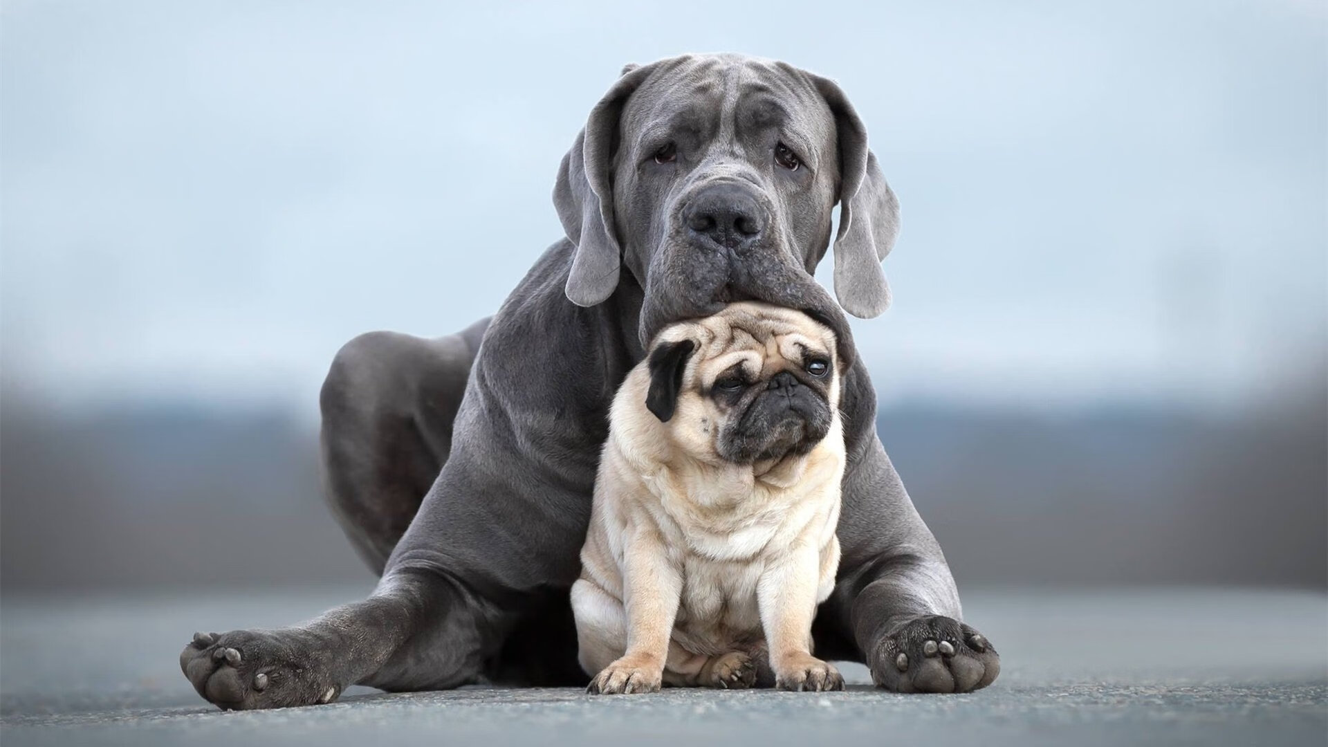 新一代澳大利亚女子橄榄球队引发热烈讨论,澳大利亚橄榄球运动员