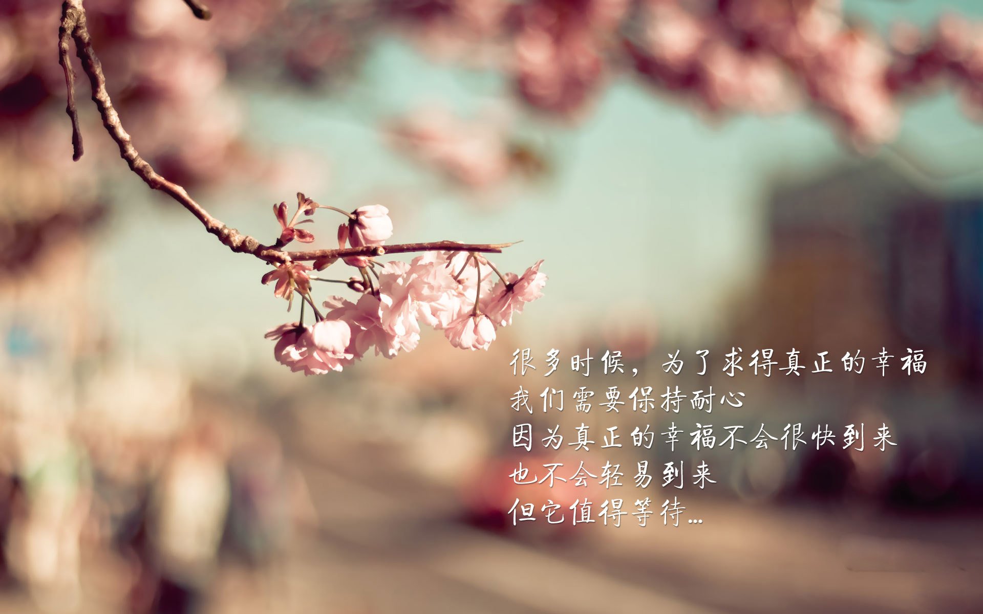 爱尔兰男子橄榄球队备战世界杯,目标明确,爱尔兰nba