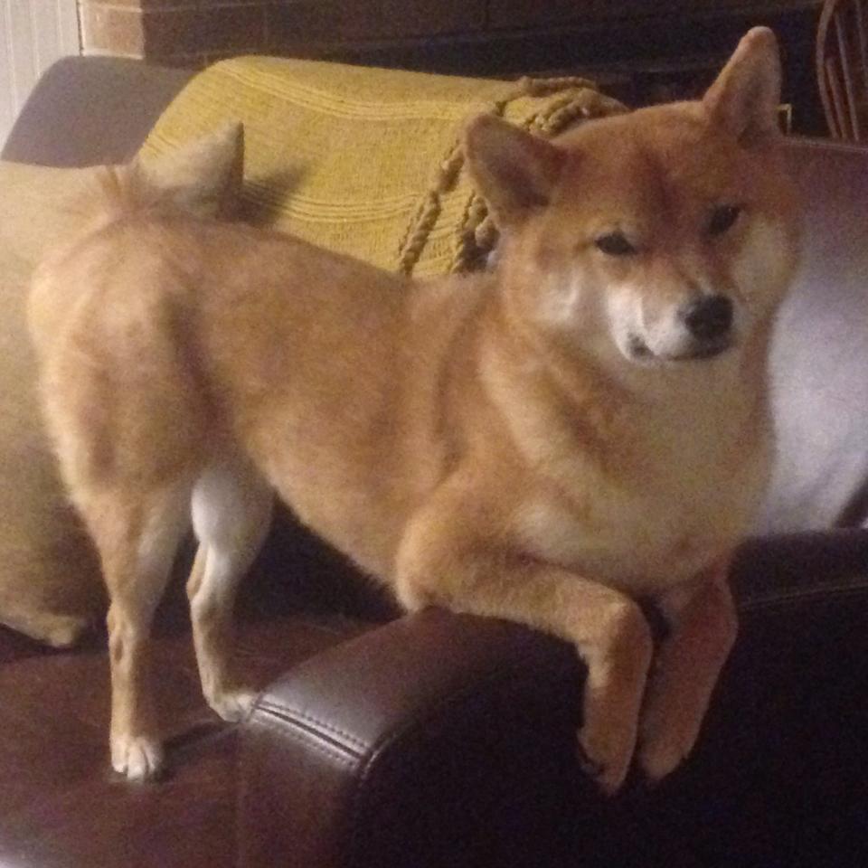 爱游戏app-美洲杯明星大放异彩：突破、盘带、射门，样样精彩，美洲杯有哪些明星