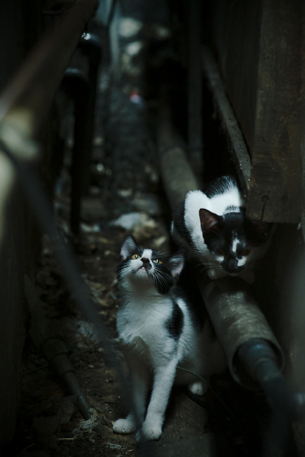 美洲杯明星大放异彩:突破、盘带、射门,样样精彩,美洲杯有哪些明星