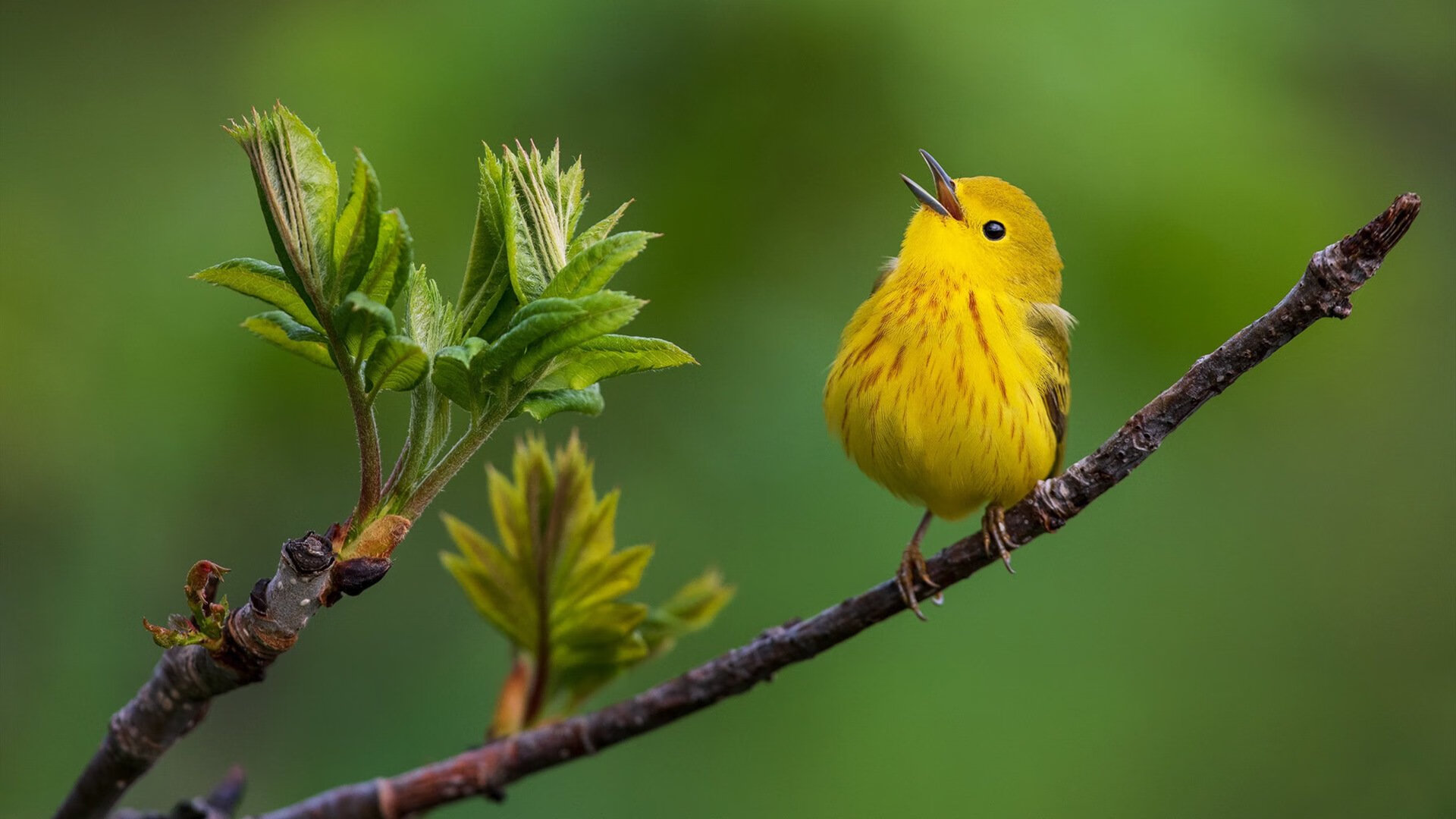 AYX官网-美洲杯明星闪耀：突破极限，精彩控场！，美洲杯个人榜