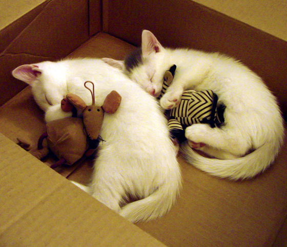 AYX体育-陈艺文赛场专注力十足，陈艺文比赛视频