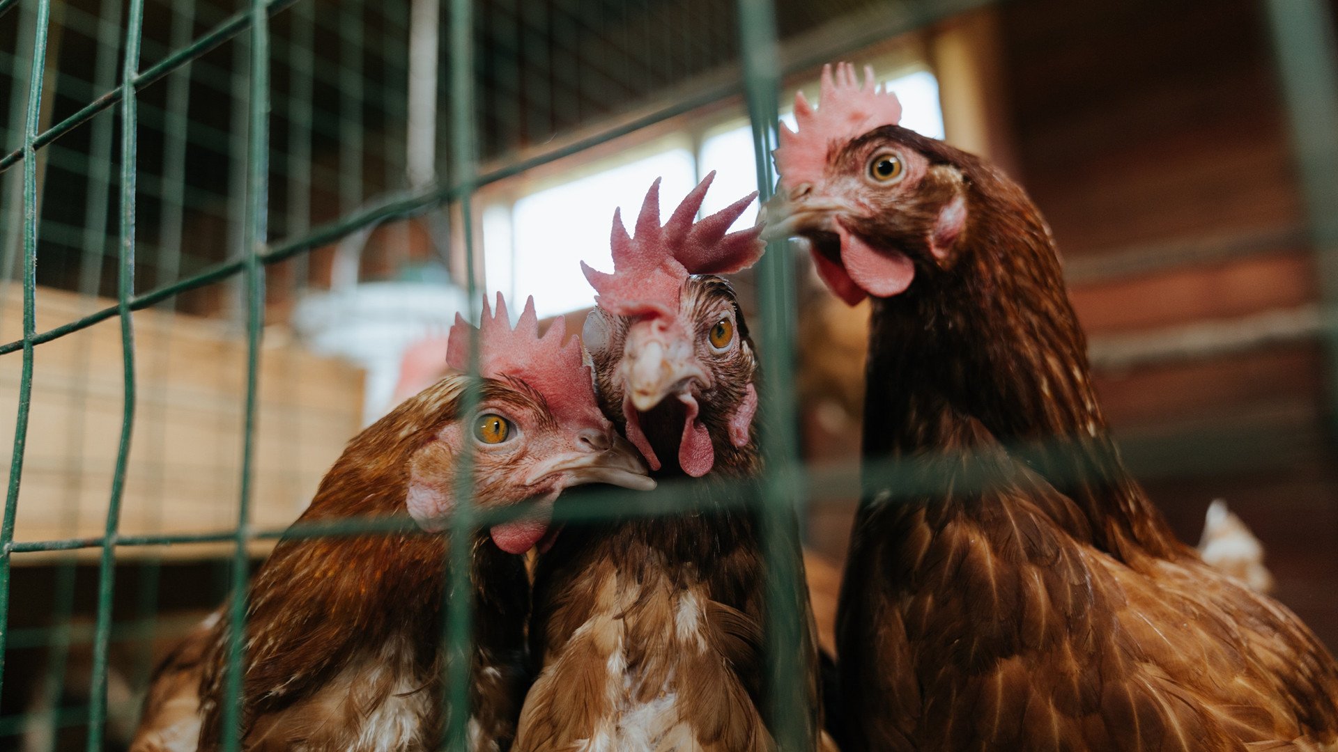 青少年篮球训练注重身体协调性和灵活性培养,青少年篮球训练现状及对策